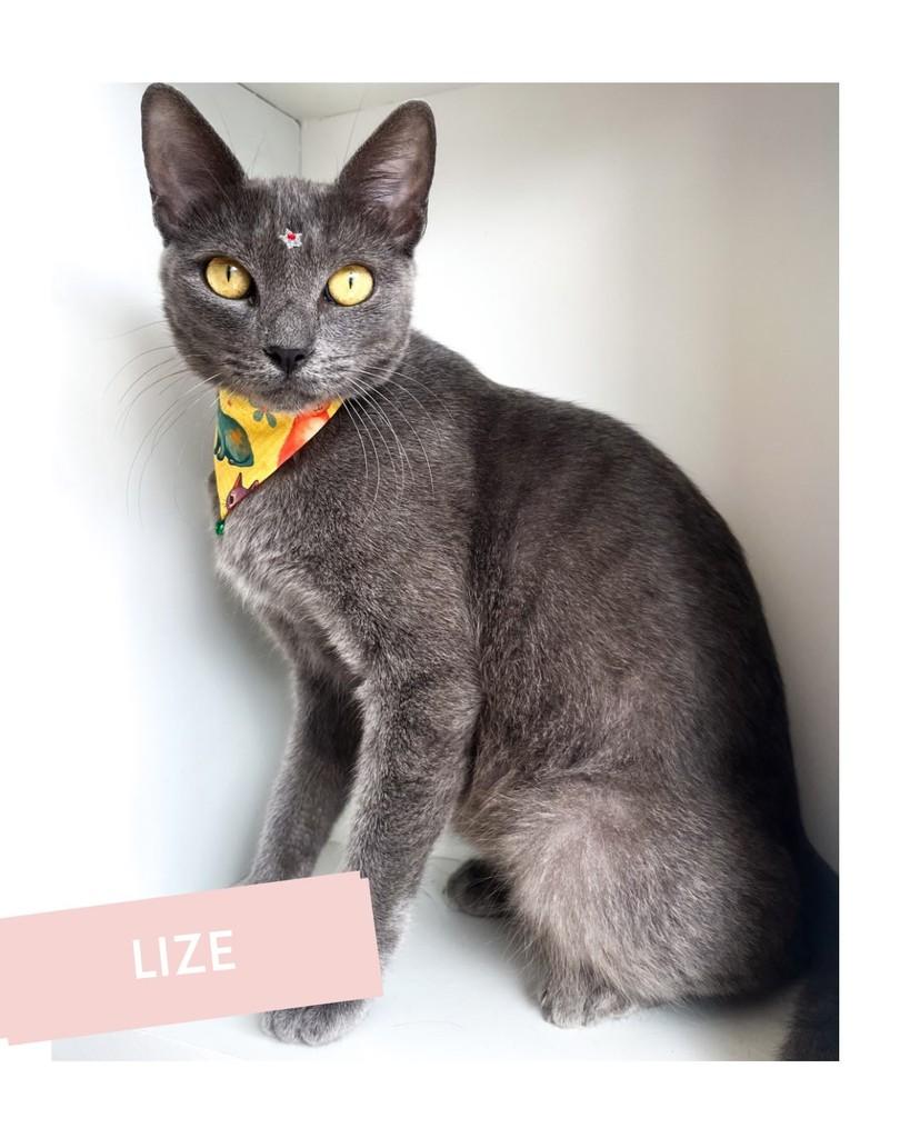Lize, gata de porte pequeno para adoção em Salvador - BA