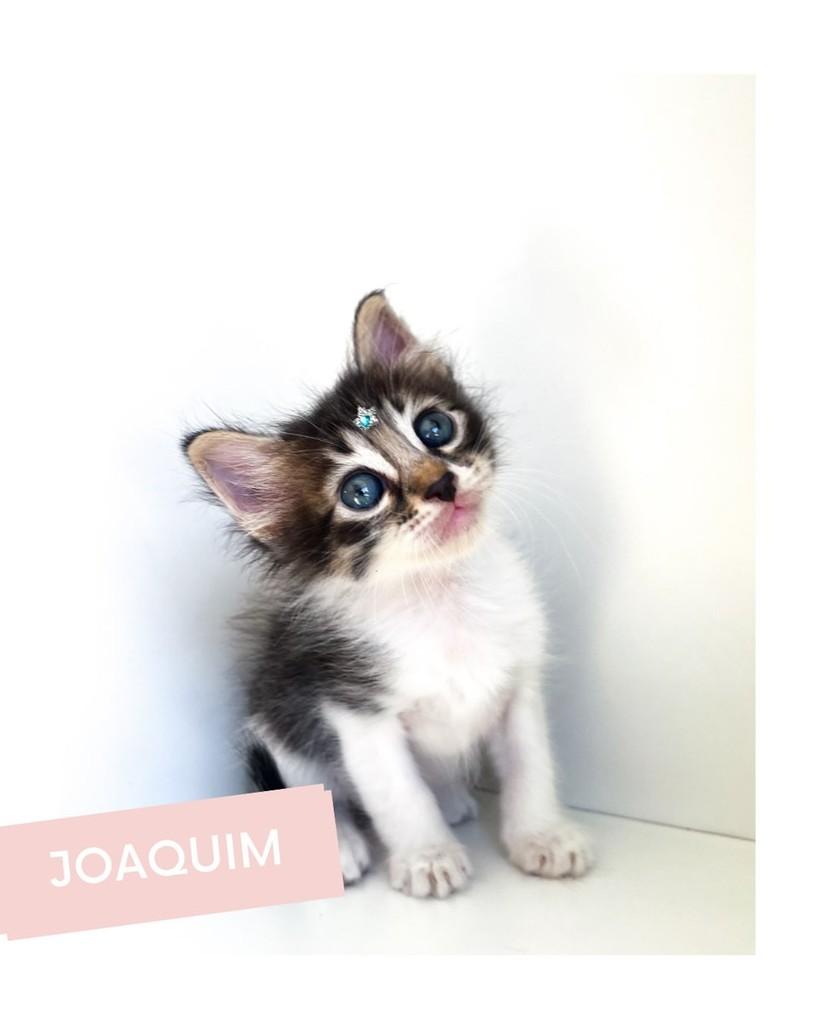 Joaquim, gato de porte pequeno para adoção em Salvador - BA