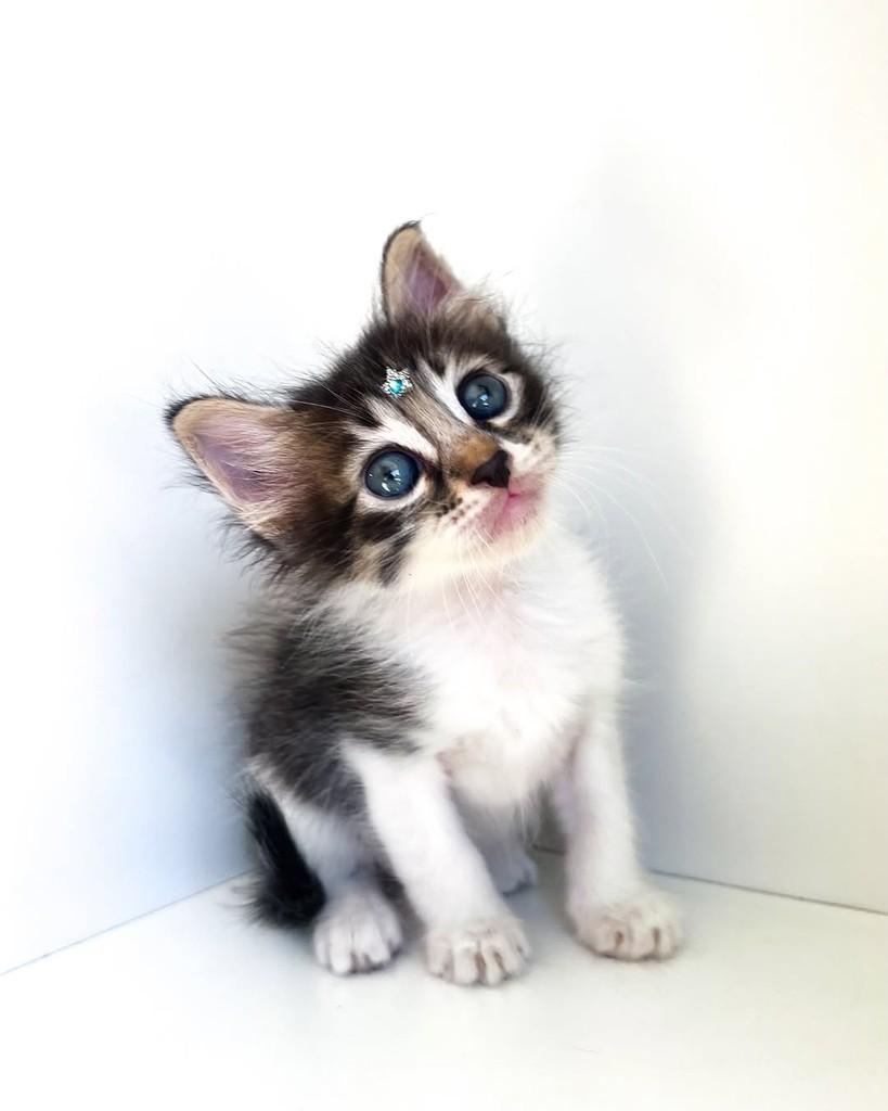 Joaquim, gato de porte pequeno para adoção em Salvador - BA — foto 2 de 13