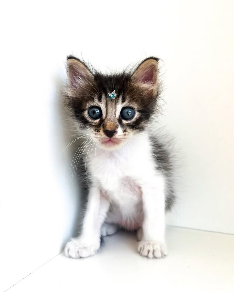 Joaquim, gato de porte pequeno para adoção em Salvador - BA — foto 3 de 13