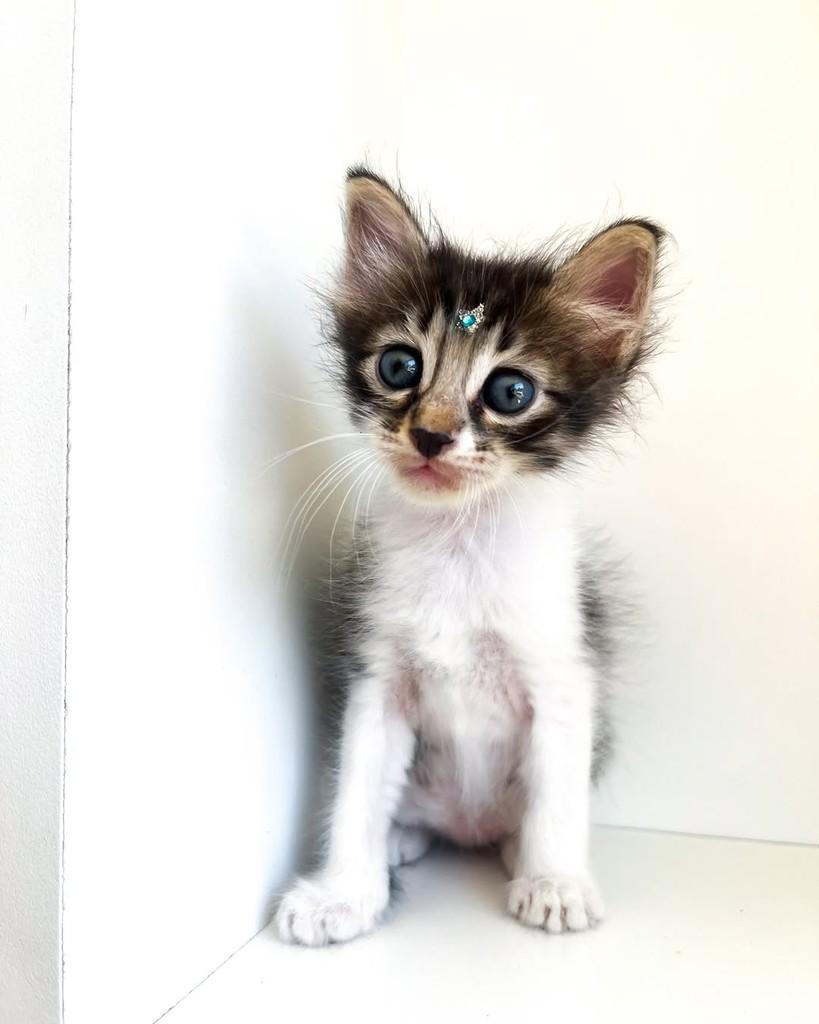 Joaquim, gato de porte pequeno para adoção em Salvador - BA — foto 4 de 13
