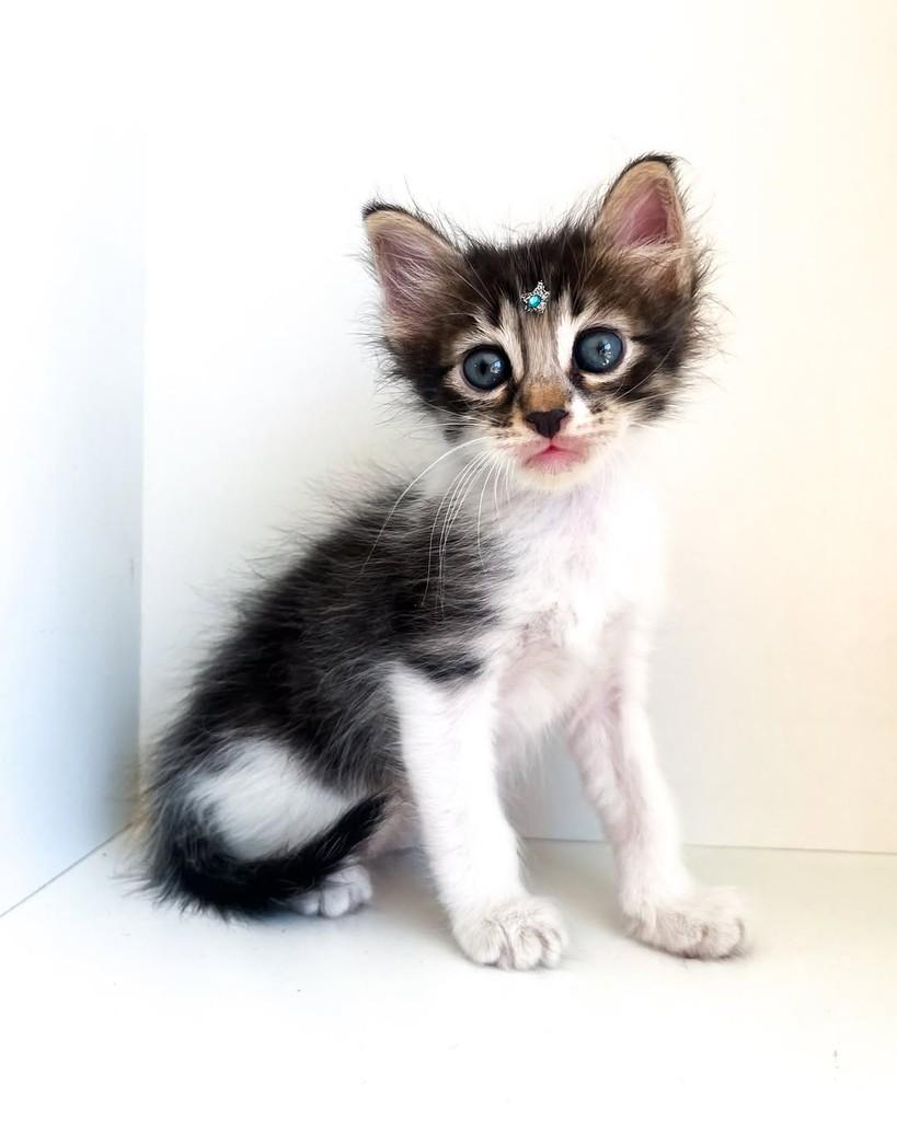 Joaquim, gato de porte pequeno para adoção em Salvador - BA — foto 5 de 13
