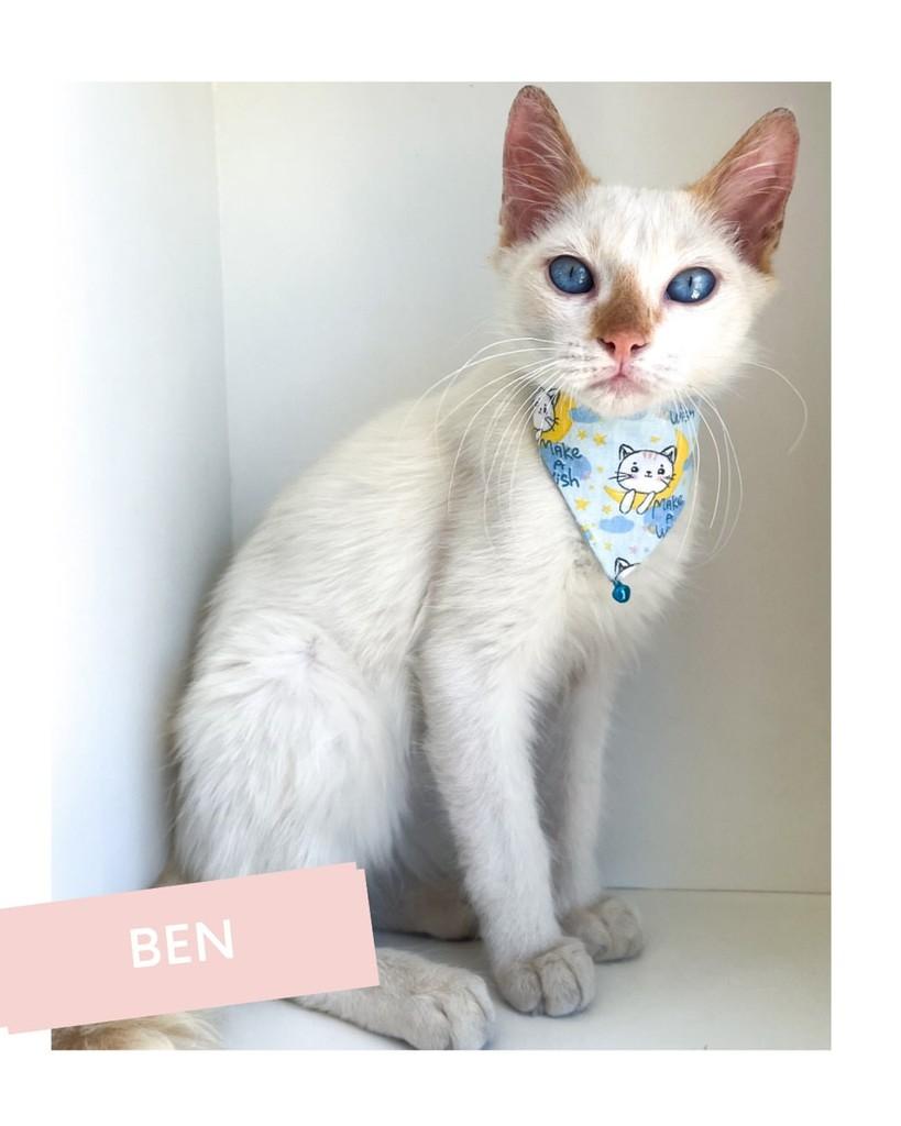 Ben, gato de porte pequeno para adoção em Salvador - BA