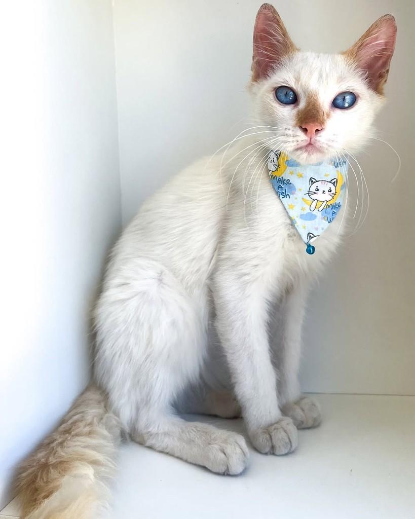 Ben, gato de porte pequeno para adoção em Salvador - BA — foto 2 de 9