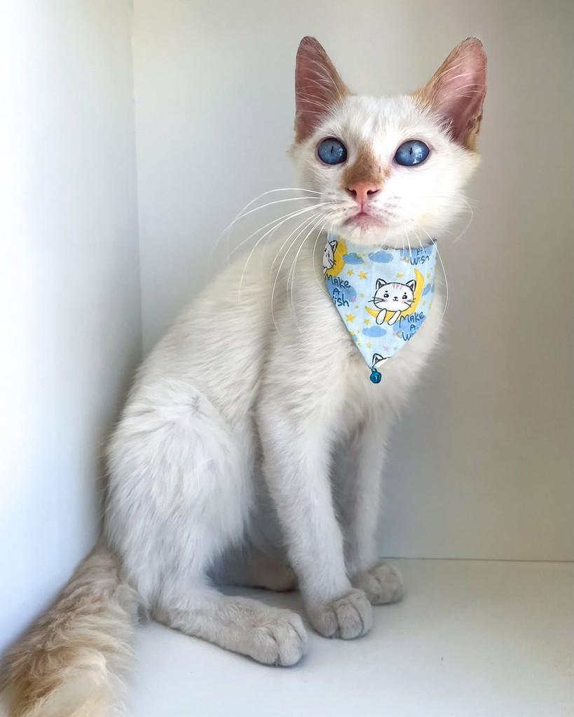 Ben, gato de porte pequeno para adoção em Salvador - BA — foto 3 de 9