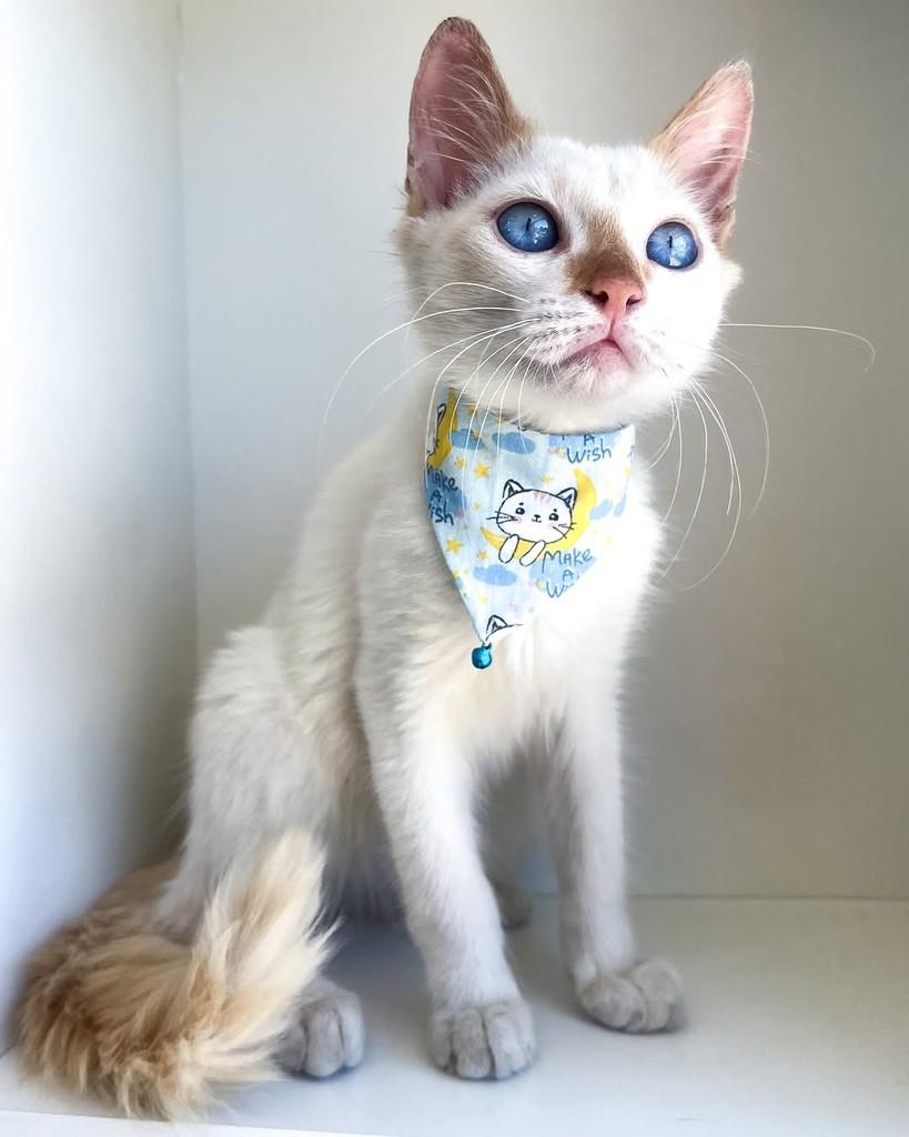 Ben, gato de porte pequeno para adoção em Salvador - BA — foto 4 de 9