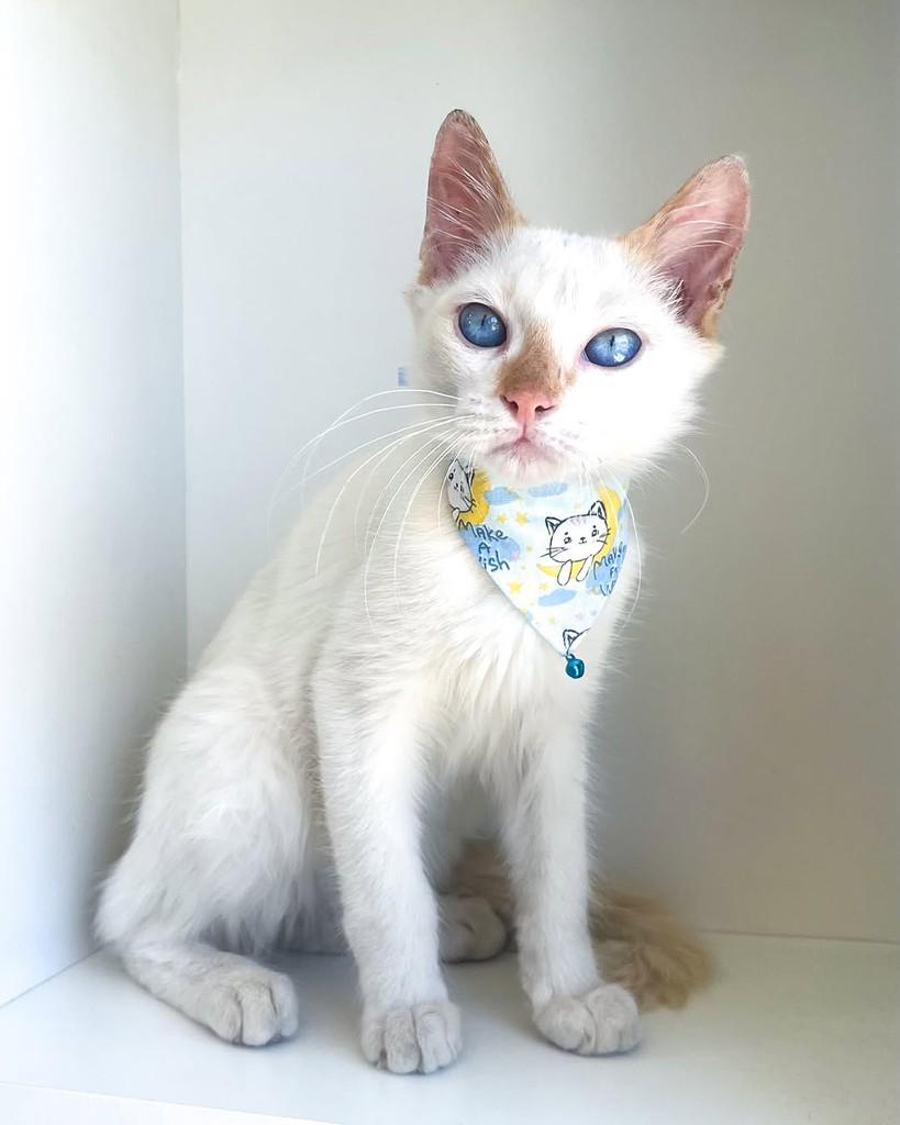 Ben, gato de porte pequeno para adoção em Salvador - BA — foto 5 de 9