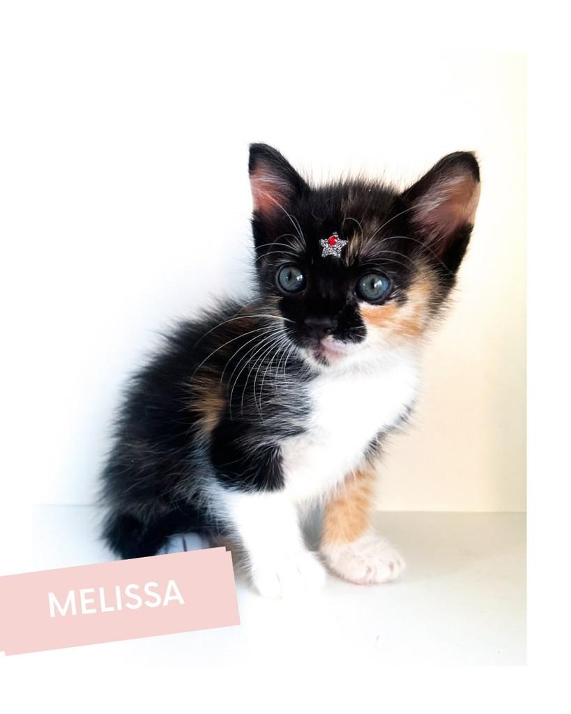 Melissa, gato de porte pequeno para adoção em Salvador - BA