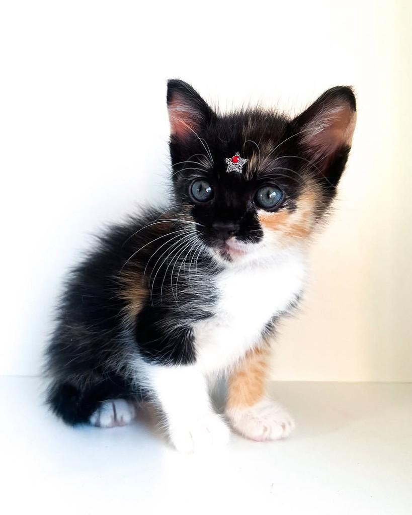 Melissa, gato de porte pequeno para adoção em Salvador - BA — foto 2 de 11