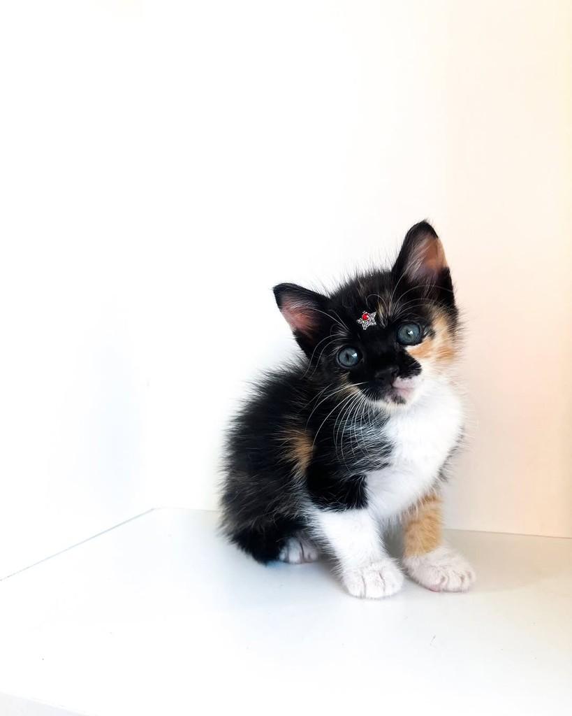 Melissa, gato de porte pequeno para adoção em Salvador - BA — foto 3 de 11