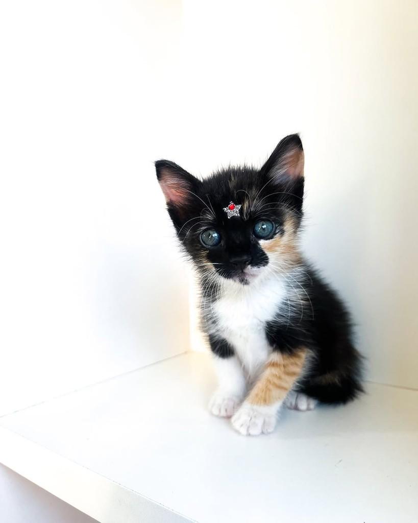 Melissa, gato de porte pequeno para adoção em Salvador - BA — foto 4 de 11