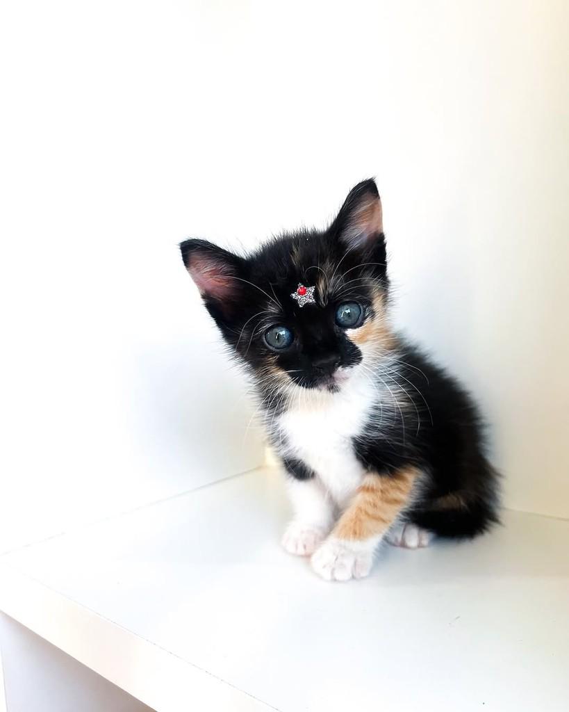 Melissa, gato de porte pequeno para adoção em Salvador - BA — foto 5 de 11