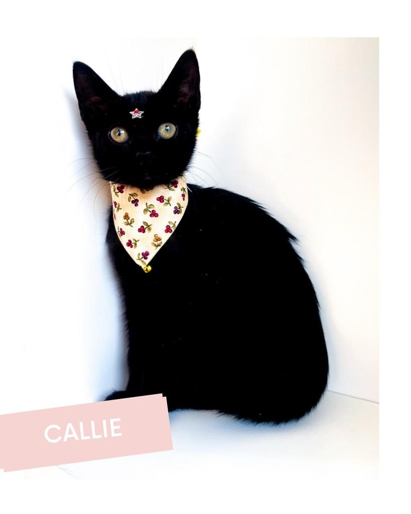Callie, gata de porte pequeno para adoção em Salvador - BA