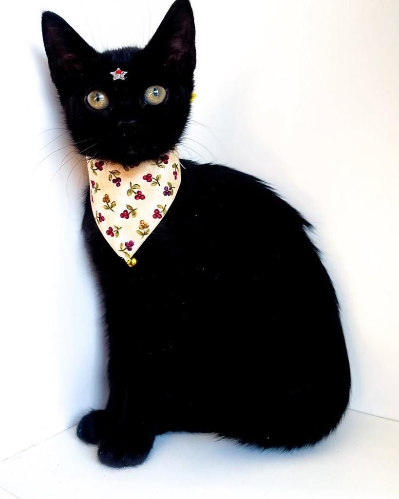 Callie, gata de porte pequeno para adoção em Salvador - BA — foto 2 de 9