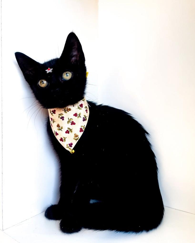 Callie, gata de porte pequeno para adoção em Salvador - BA — foto 3 de 9