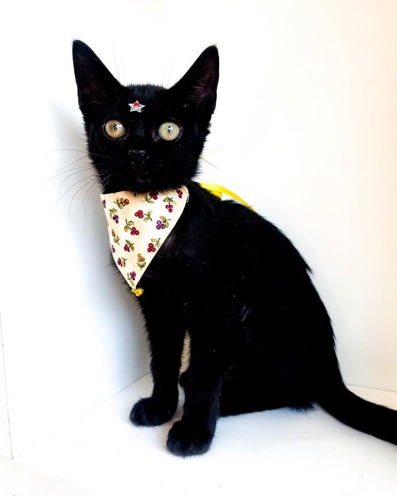 Callie, gata de porte pequeno para adoção em Salvador - BA — foto 4 de 9