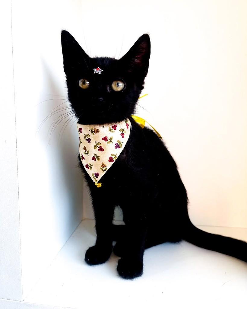 Callie, gata de porte pequeno para adoção em Salvador - BA — foto 5 de 9