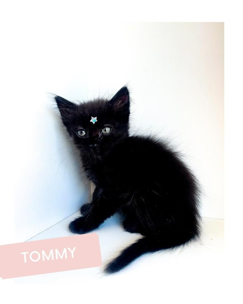 Tommy, gato de porte pequeno para adoção em Salvador - BA