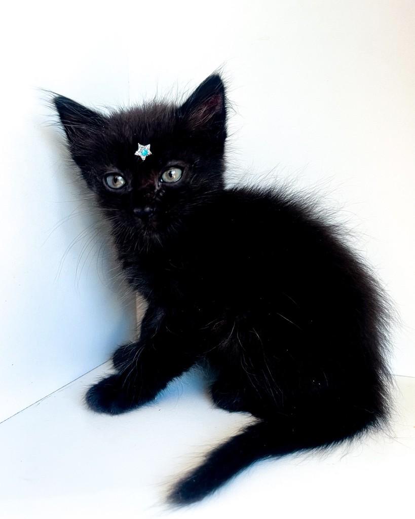 Tommy, gato de porte pequeno para adoção em Salvador - BA — foto 2 de 7
