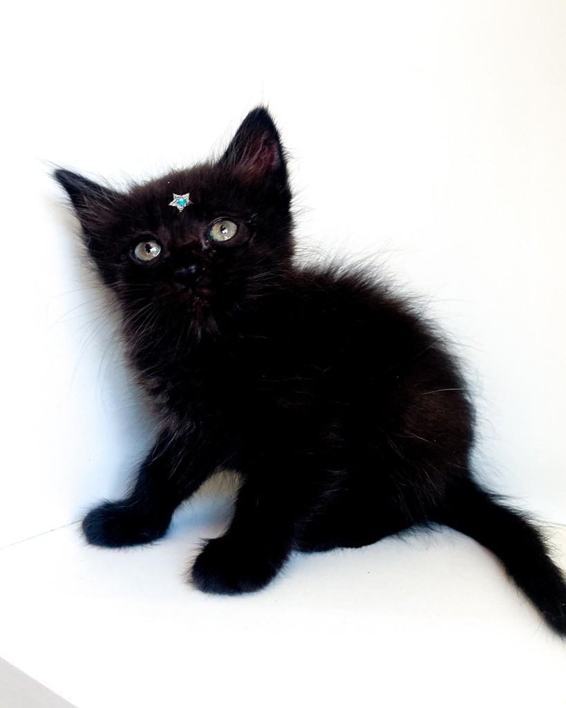 Tommy, gato de porte pequeno para adoção em Salvador - BA — foto 3 de 7