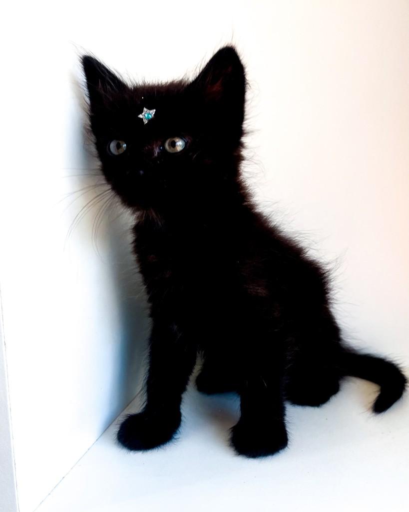 Tommy, gato de porte pequeno para adoção em Salvador - BA — foto 4 de 7