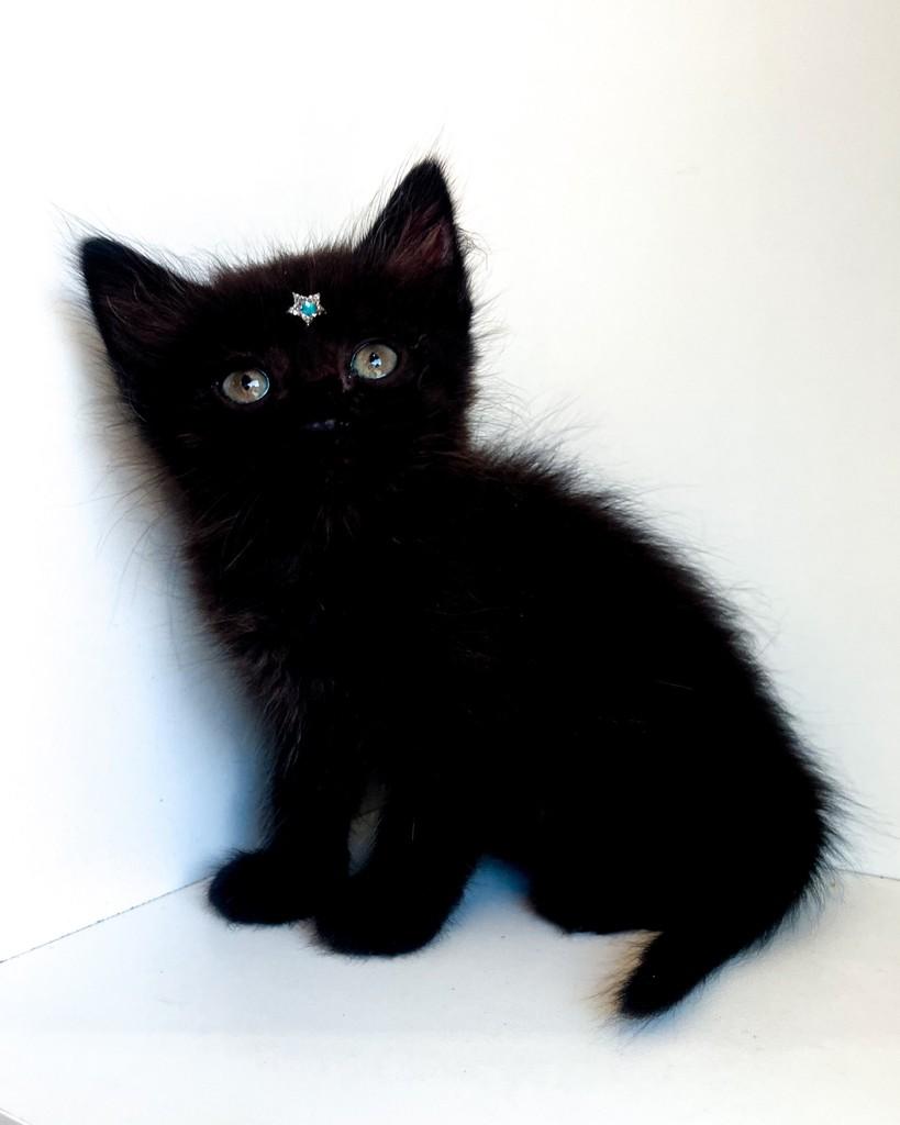 Tommy, gato de porte pequeno para adoção em Salvador - BA — foto 5 de 7
