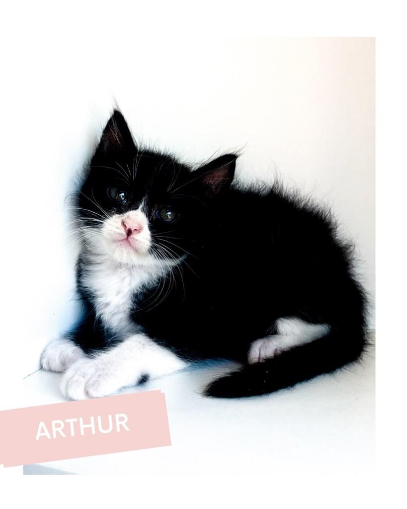 Arthur, gato de porte pequeno para adoção em Salvador - BA