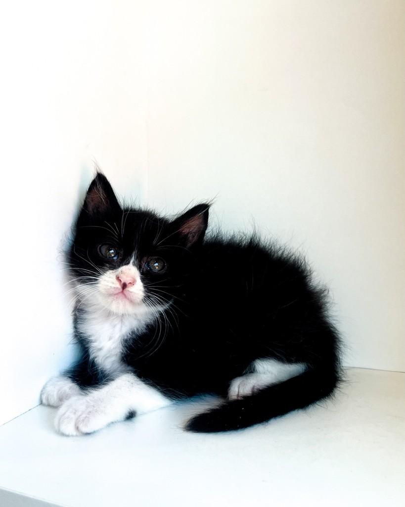 Arthur, gato de porte pequeno para adoção em Salvador - BA — foto 5 de 10