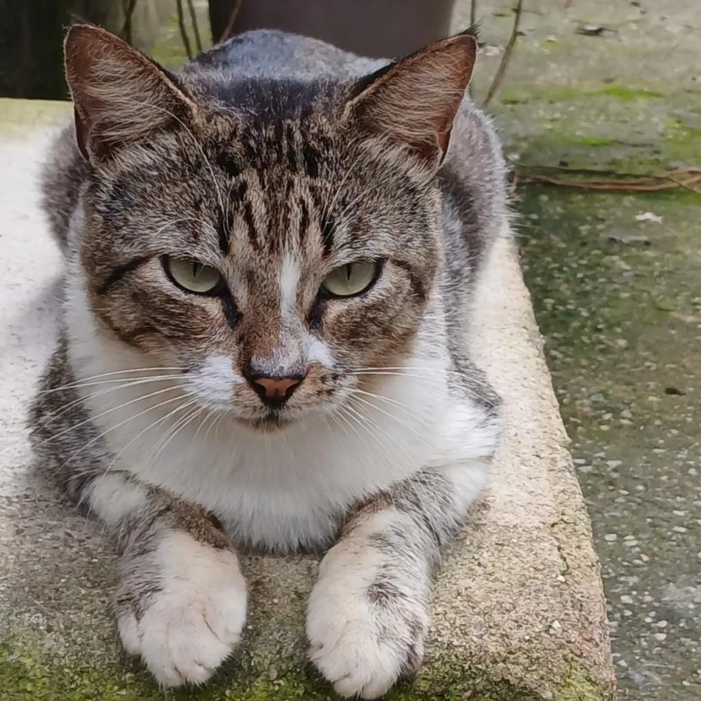Babine, gato de porte médio para adoção em Fortaleza - CE