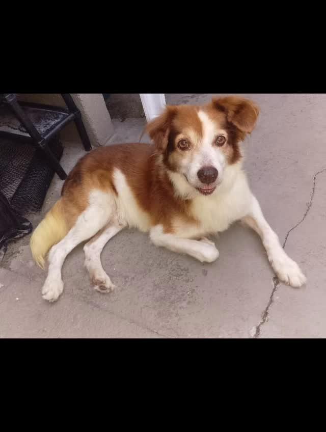 Príncipe, cachorro de porte médio para adoção em Fortaleza - CE
