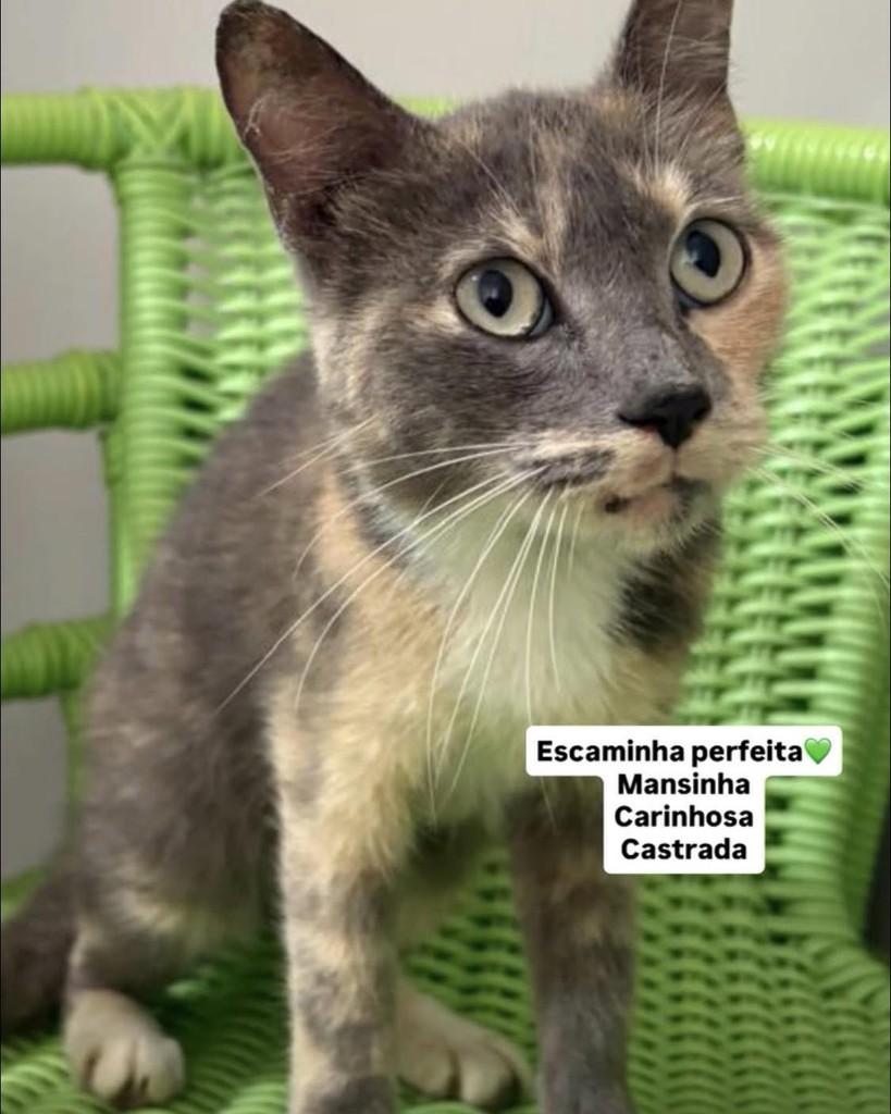 Escaminha, gato de porte pequeno para adoção em Fortaleza - CE