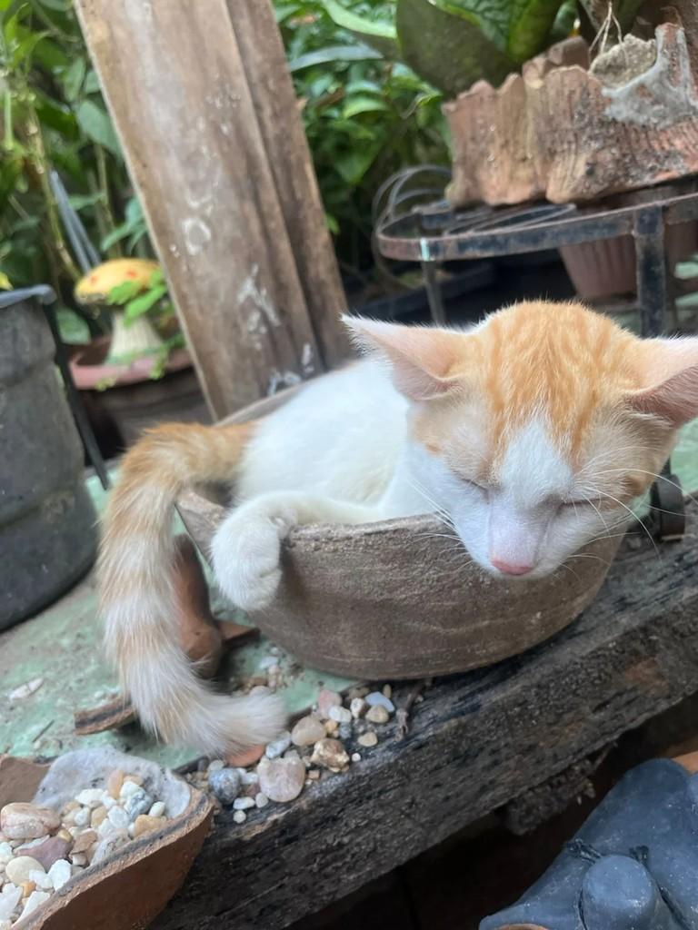 Gaara, gato de porte pequeno para adoção em Fortaleza - CE