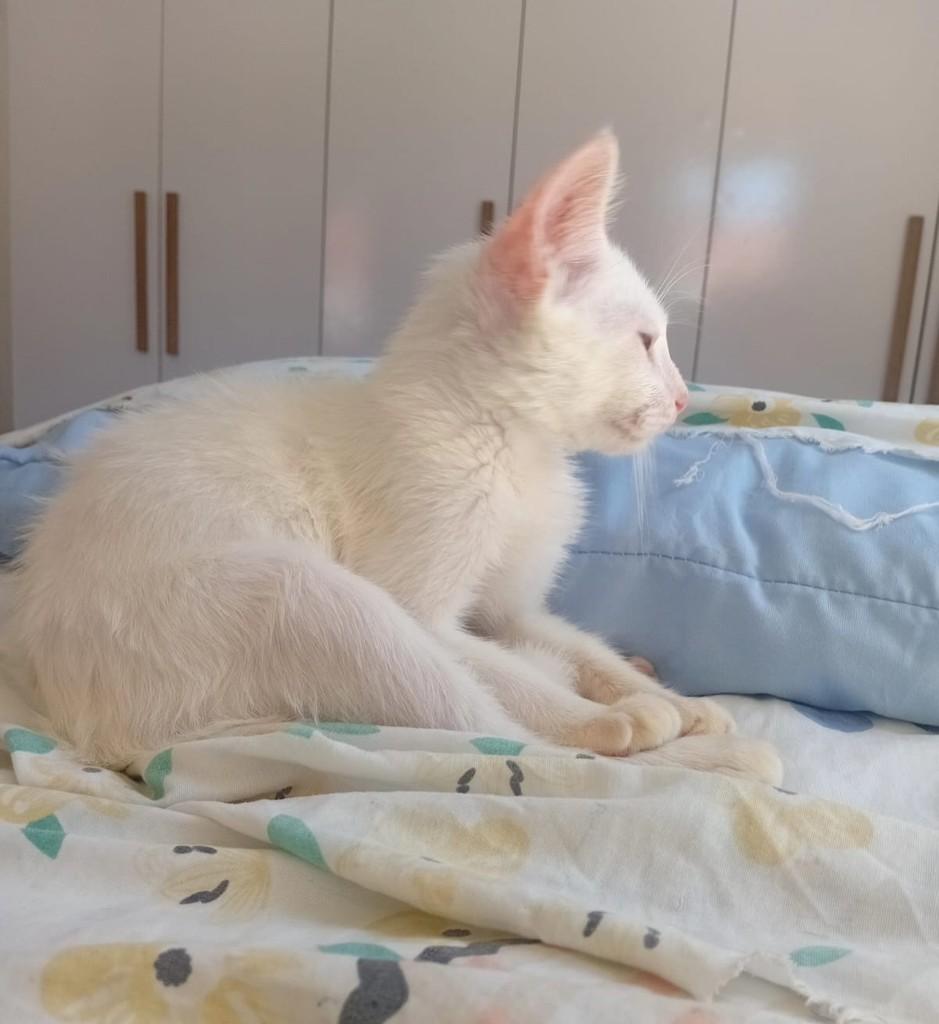 Branquinho, gato de porte pequeno para adoção em Fortaleza - CE