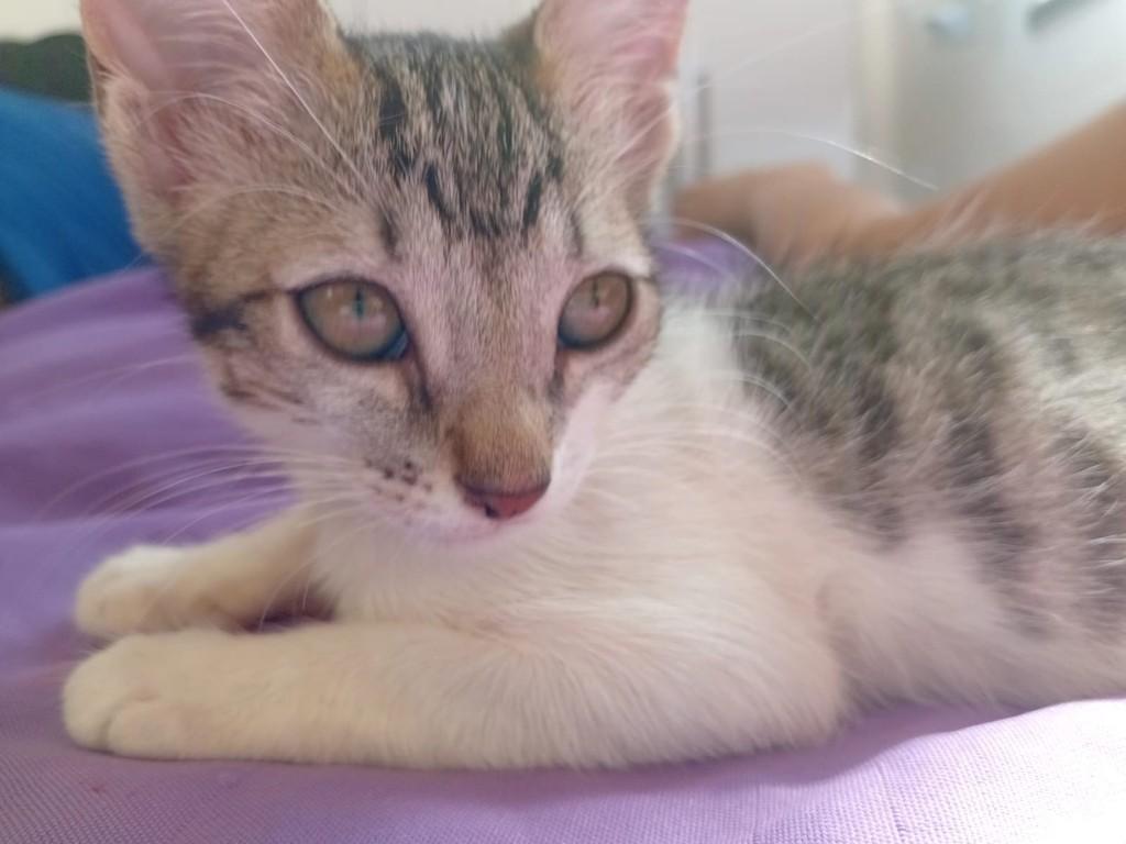 Nina, gata de porte pequeno para adoção em Fortaleza - CE