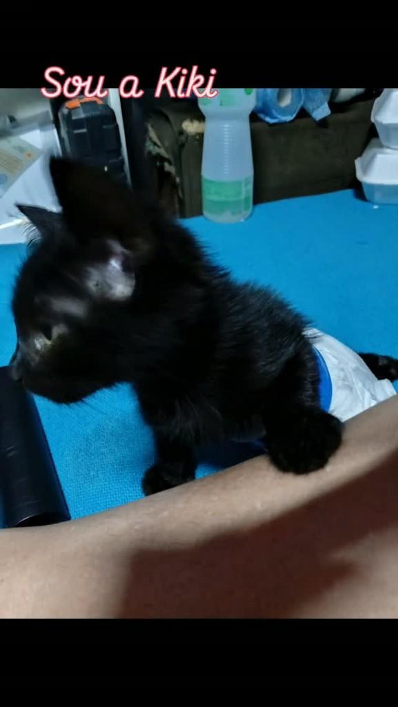 Kiki, gato de porte pequeno para adoção em Fortaleza - CE