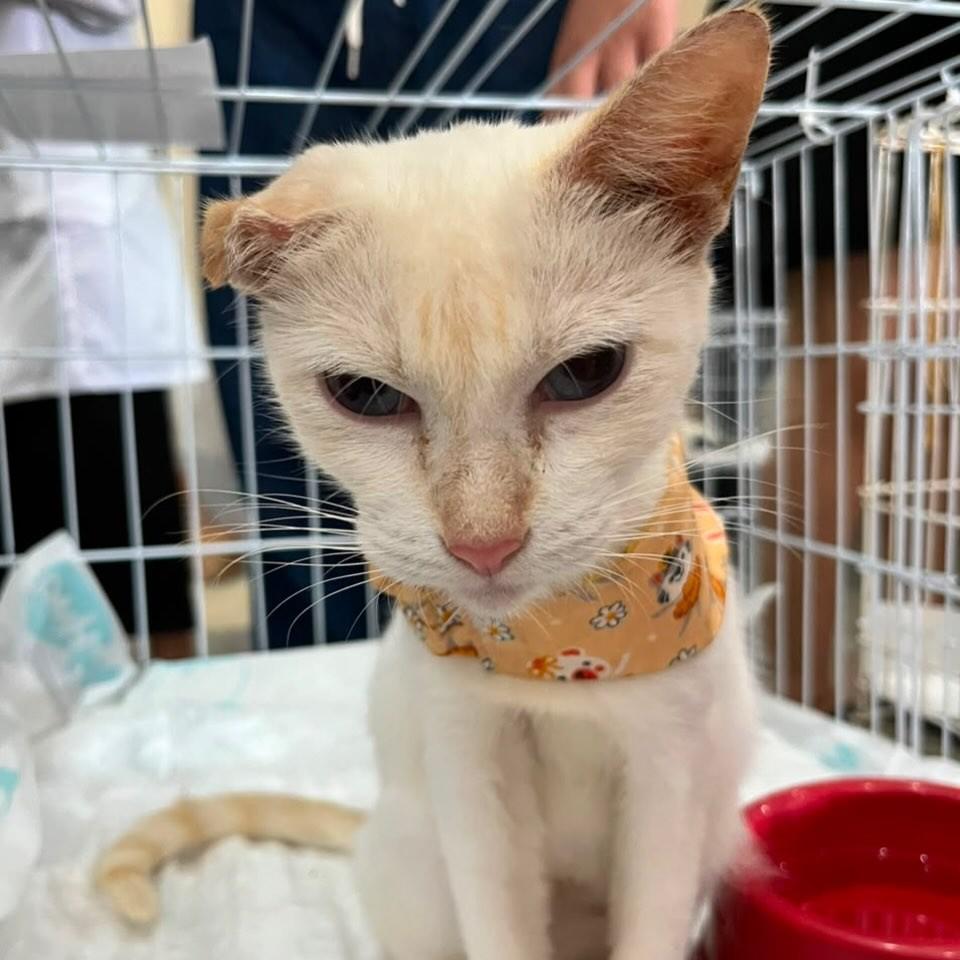 Maria Júlia, gata de porte pequeno para adoção em Fortaleza - CE