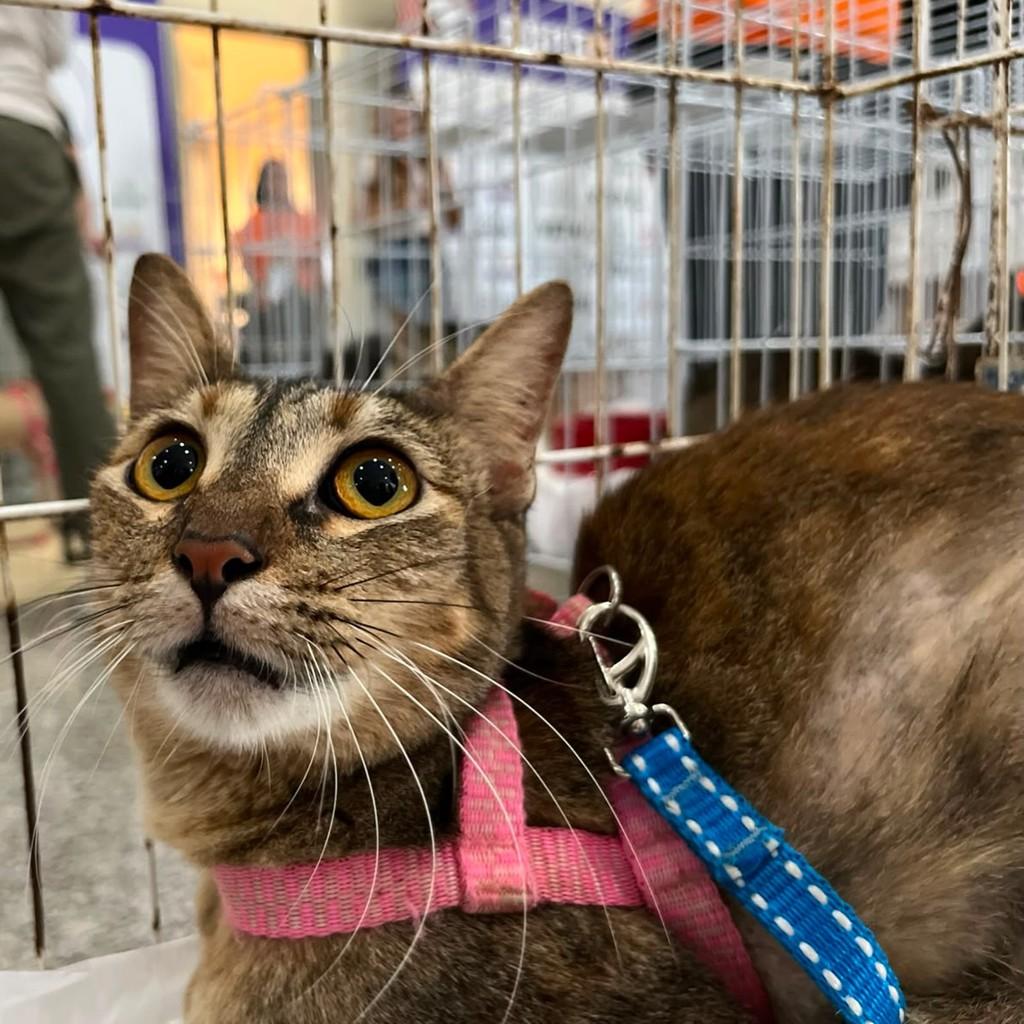 Nara, gata de porte pequeno para adoção em Fortaleza - CE