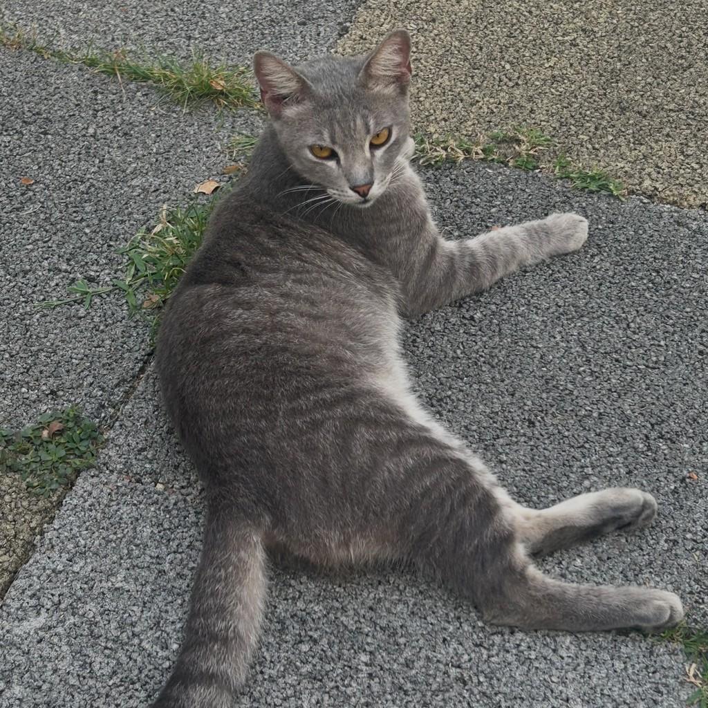 Fumaça, gato de porte médio para adoção em Fortaleza - CE