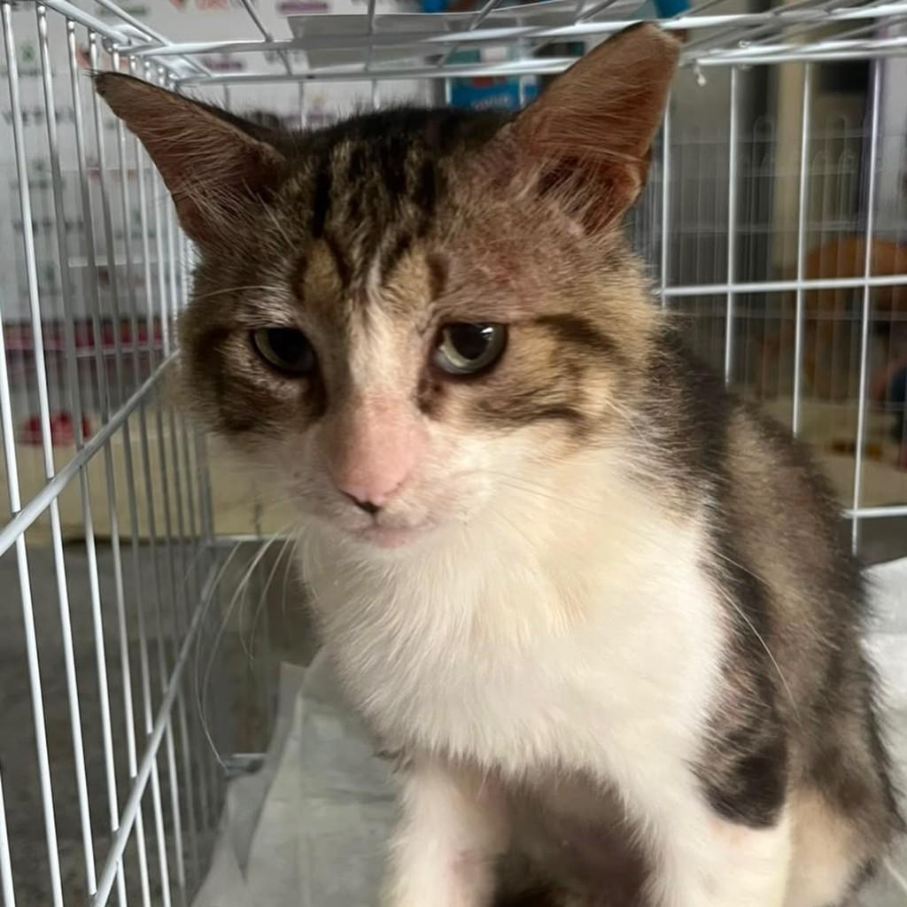 Copacabana, gato de porte médio para adoção em Fortaleza - CE