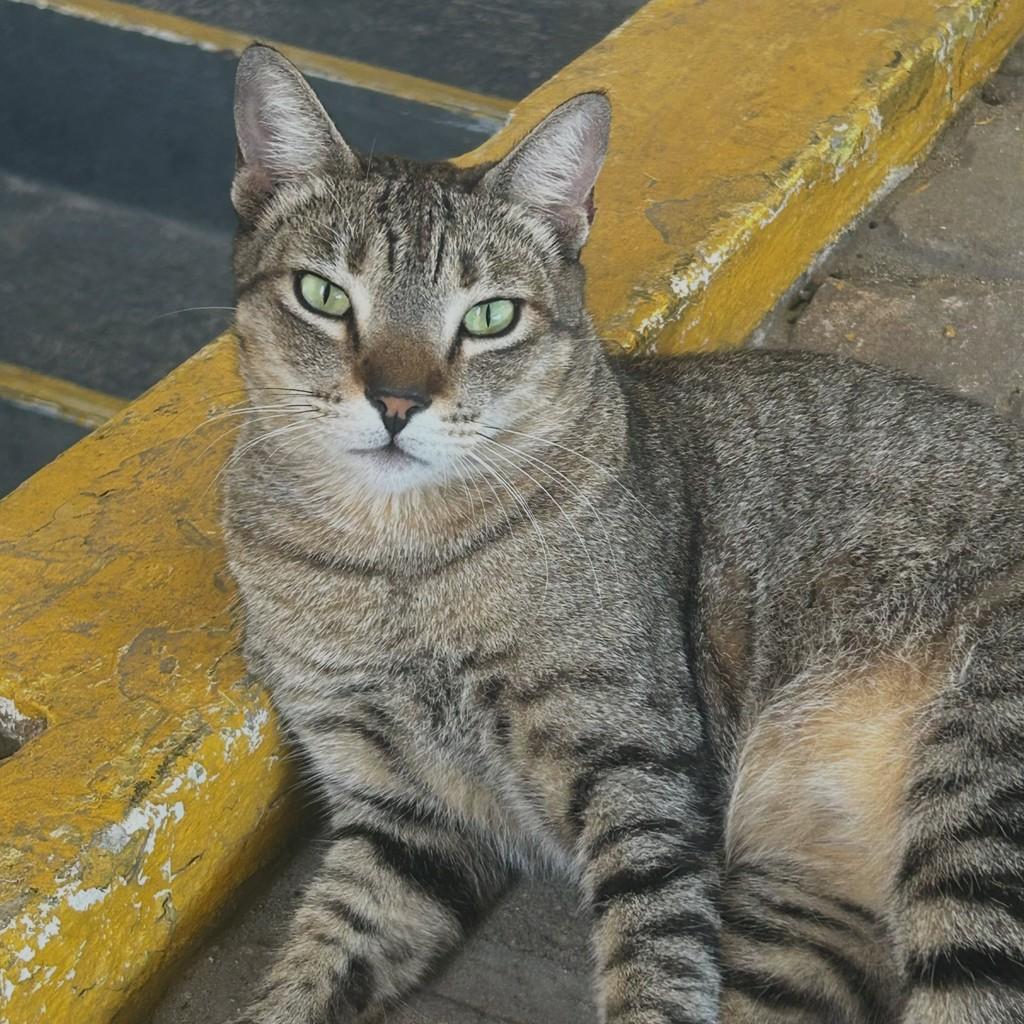 Teodoro, gato de porte médio para adoção em Fortaleza - CE