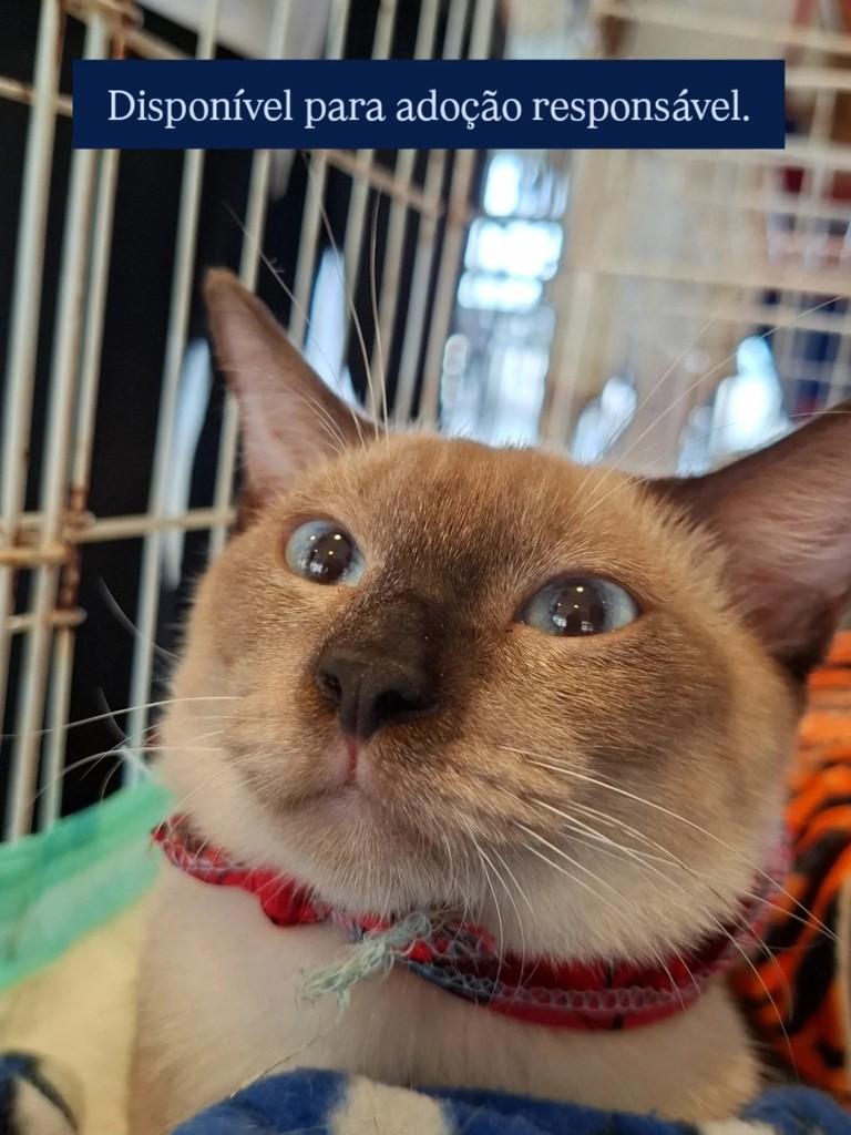 Bil, gato de porte pequeno para adoção em Fortaleza - CE