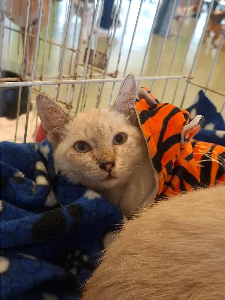 Cesinha, gato de porte pequeno para adoção em Fortaleza - CE