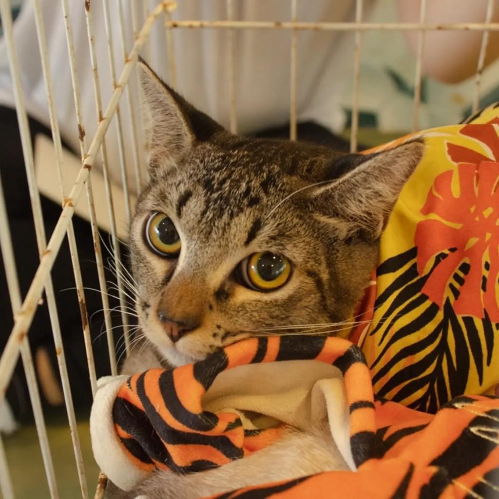 Sabrino, gato de porte pequeno para adoção em Fortaleza - CE
