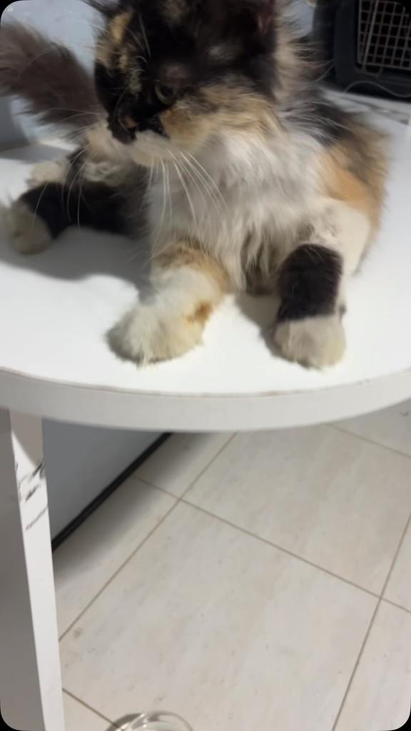 Nana, gata de porte pequeno para adoção em Fortaleza - CE