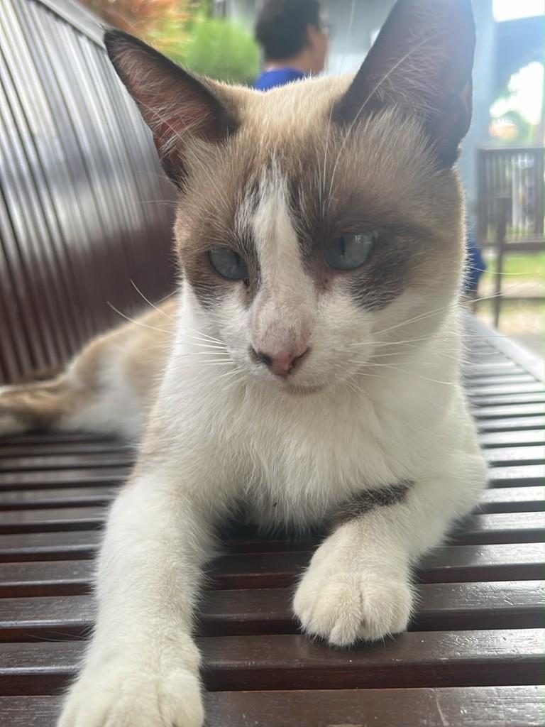 Biel, gato de porte médio para adoção em Fortaleza - CE
