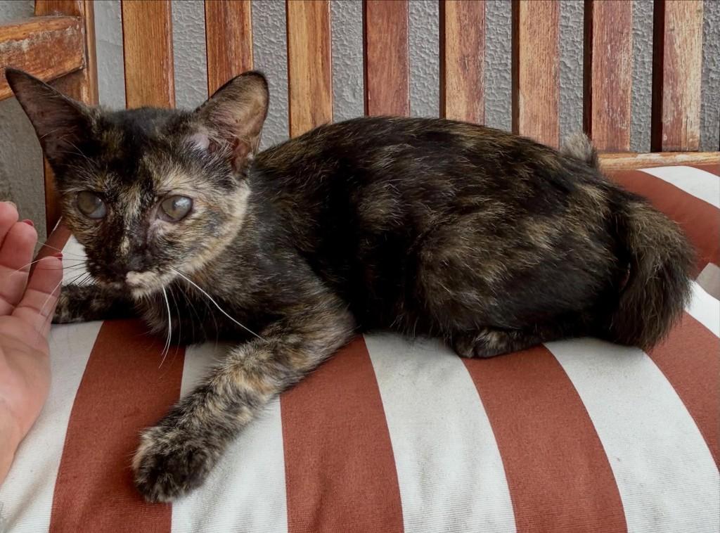 Maria Francisca, gata de porte pequeno para adoção em Fortaleza - CE