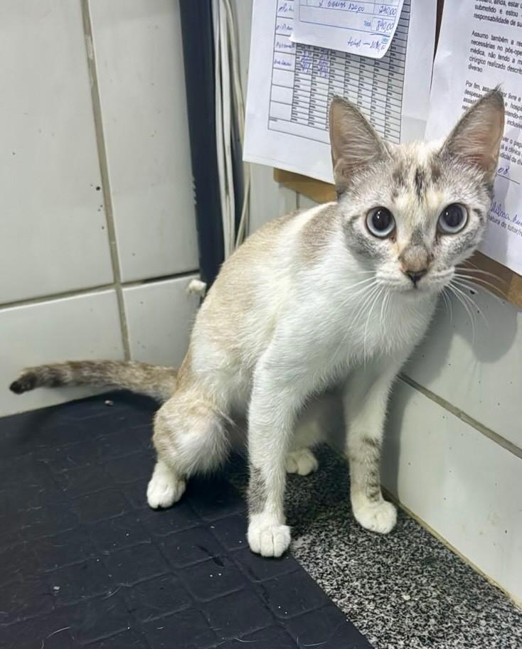 Princesa, gato de porte pequeno para adoção em Fortaleza - CE