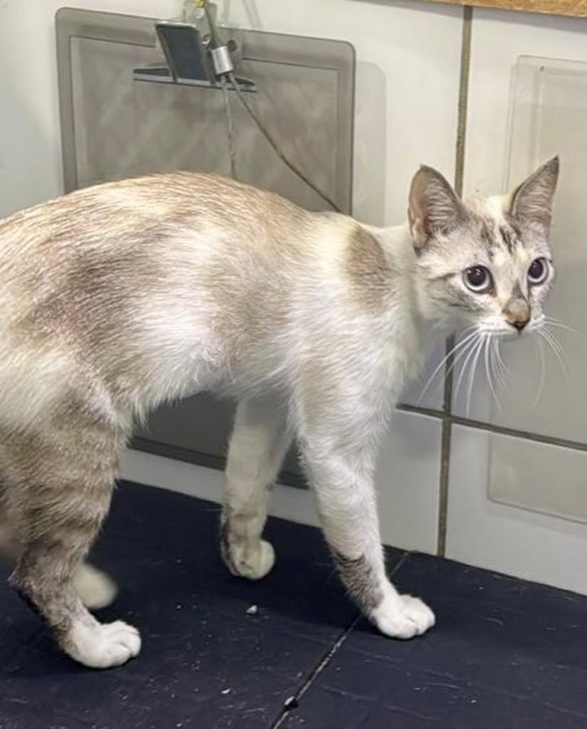 Princesa, gato de porte pequeno para adoção em Fortaleza - CE — foto 2 de 2