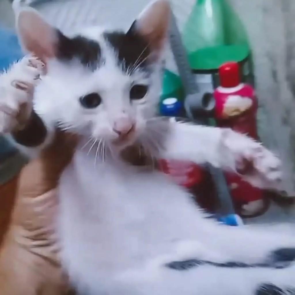 Bigodinho, gato de porte pequeno para adoção em Fortaleza - CE