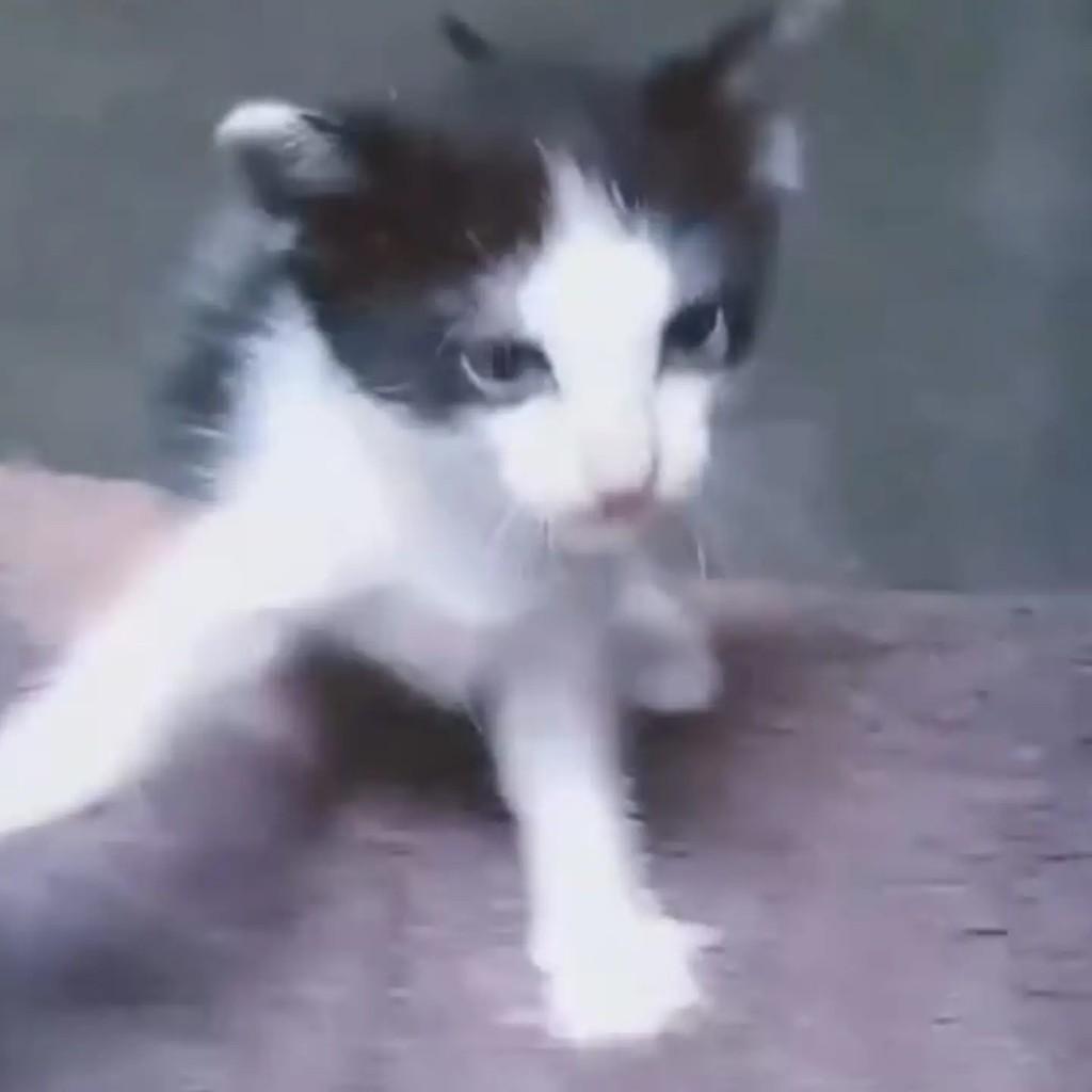 Bigodinho, gato de porte pequeno para adoção em Fortaleza - CE — foto 2 de 2